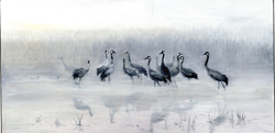 Herons at sunrise