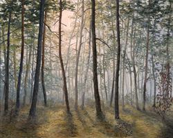 Morning in the forest